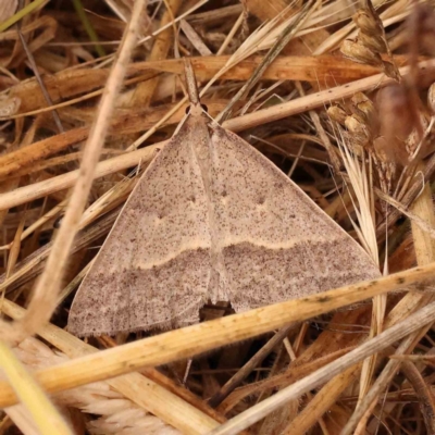 Epidesmia hypenaria (Long-nosed Epidesmia) at Aranda, ACT - 14 Nov 2023 by ConBoekel