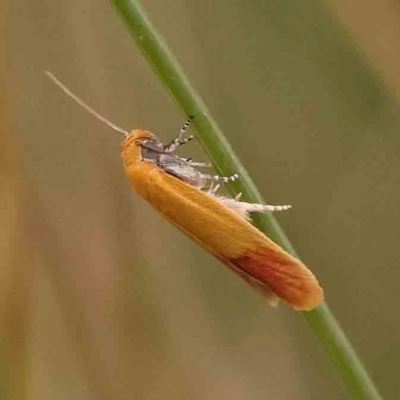 Heteroteucha parvula (A Concealer moth (Wingia Group)) at Aranda, ACT - 14 Nov 2023 by ConBoekel