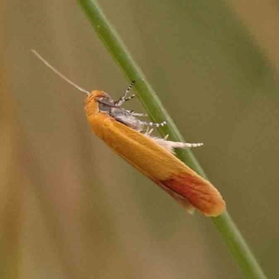 Heteroteucha parvula (A Concealer moth (Wingia Group)) at Aranda Bushland - 14 Nov 2023 by ConBoekel