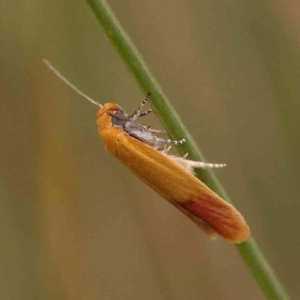 Heteroteucha parvula at Aranda Bushland - 15 Nov 2023