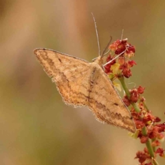 Scopula rubraria (Reddish Wave, Plantain Moth) at Aranda Bushland - 14 Nov 2023 by ConBoekel