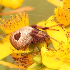 Unidentified Spider (Araneae) at Aranda Bushland - 14 Nov 2023 by ConBoekel