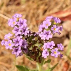 Heliotropium amplexicaule (Blue Heliotrope) at Acton, ACT - 15 Nov 2023 by ConBoekel