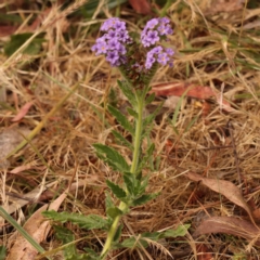 Heliotropium amplexicaule at Acton, ACT - 15 Nov 2023