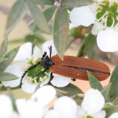Porrostoma rhipidium (Long-nosed Lycid (Net-winged) beetle) at Aranda, ACT - 26 Nov 2023 by ConBoekel