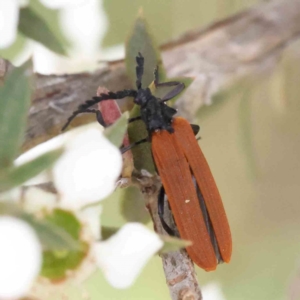 Porrostoma rhipidium at Aranda Bushland - 27 Nov 2023