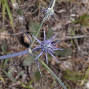 Eryngium ovinum at Aranda Bushland - 27 Nov 2023 11:51 AM