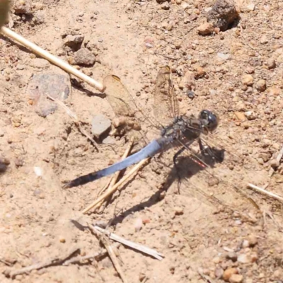 Orthetrum caledonicum (Blue Skimmer) at Aranda Bushland - 27 Nov 2023 by ConBoekel