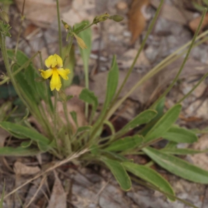 Goodenia paradoxa at Aranda Bushland - 27 Nov 2023 10:37 AM