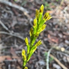 Prasophyllum flavum (Yellow Leek Orchid) at Glen Allen, NSW - 17 Jan 2024 by NedJohnston