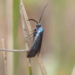 Pollanisus (genus) (A Forester Moth) at Aranda Bushland - 26 Nov 2023 by ConBoekel