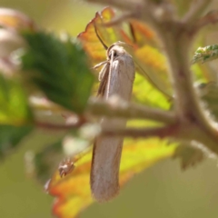 Philobota productella at Aranda Bushland - 27 Nov 2023 10:42 AM