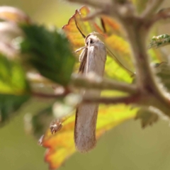 Philobota productella at Aranda Bushland - 27 Nov 2023 10:42 AM