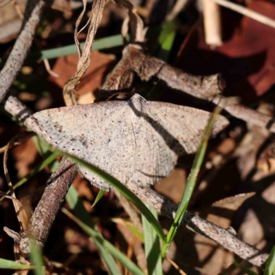 Taxeotis intextata (Looper Moth, Grey Taxeotis) at Aranda, ACT - 26 Nov 2023 by ConBoekel