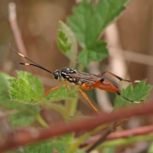 Gotra sp. (genus) at Aranda Bushland - 27 Nov 2023 10:32 AM