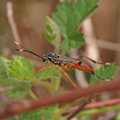 Gotra sp. (genus) (Unidentified Gotra ichneumon wasp) at Aranda Bushland - 27 Nov 2023 by ConBoekel