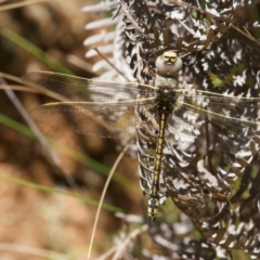 Anax papuensis (Australian Emperor) at Tidbinbilla Nature Reserve - 18 Jan 2024 by Pirom