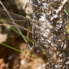 Anax papuensis at Tidbinbilla Nature Reserve - 19 Jan 2024 10:53 AM