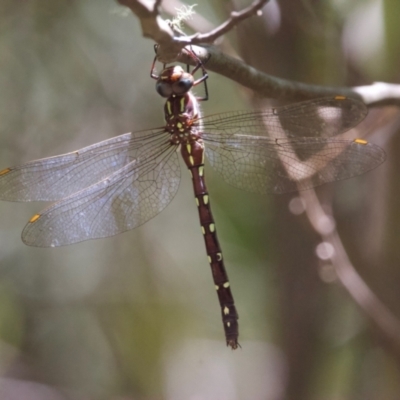 Austroaeschna pulchra (Forest Darner) at Paddys River, ACT - 19 Jan 2024 by Pirom