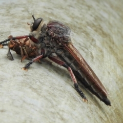 Neoaratus hercules (Herculean Robber Fly) at Nattai National Park - 10 Jan 2024 by GlossyGal