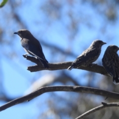 Artamus cyanopterus (Dusky Woodswallow) at Lions Youth Haven - Westwood Farm A.C.T. - 19 Jan 2024 by HelenCross