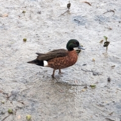 Anas castanea (Chestnut Teal) at Jervis Bay Marine Park - 19 Jan 2024 by AniseStar