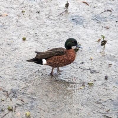 Anas castanea (Chestnut Teal) at Jervis Bay Marine Park - 19 Jan 2024 by AniseStar