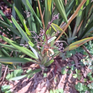 Dianella tasmanica at ANBG - 19 Jan 2024 01:35 PM