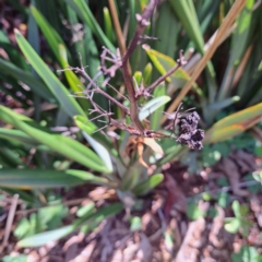 Dianella tasmanica at ANBG - 19 Jan 2024