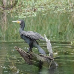 Phalacrocorax carbo (Great Cormorant) at Watson Green Space - 19 Jan 2024 by AniseStar