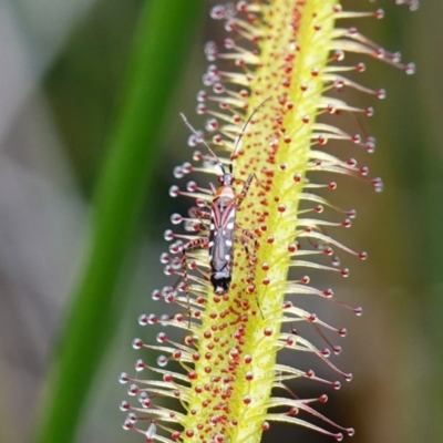 Reduviidae (family) at Jervis Bay, JBT - 17 Jan 2024 by RobG1