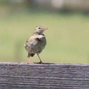 Anthus australis at Tharwa, ACT - 19 Jan 2024