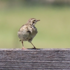 Anthus australis at Tharwa, ACT - 19 Jan 2024