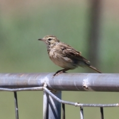 Anthus australis at Tharwa, ACT - 19 Jan 2024 11:17 AM