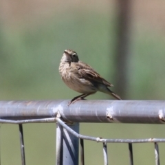 Anthus australis at Tharwa, ACT - 19 Jan 2024 11:17 AM