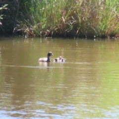 Tachybaptus novaehollandiae (Australasian Grebe) at Tharwa, ACT - 19 Jan 2024 by RodDeb