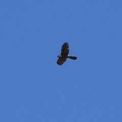 Tachyspiza fasciata (Brown Goshawk) at Tharwa Bridge - 19 Jan 2024 by RodDeb