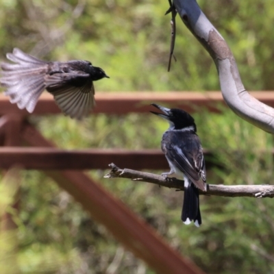 Cracticus torquatus (Grey Butcherbird) at Tharwa, ACT - 19 Jan 2024 by RodDeb