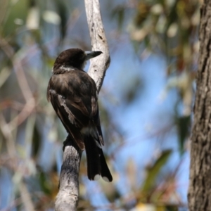 Cracticus torquatus at Namadgi National Park - 19 Jan 2024 12:52 PM