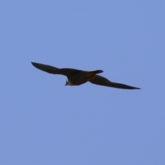 Falco peregrinus (Peregrine Falcon) at Tharwa, ACT - 19 Jan 2024 by RodDeb
