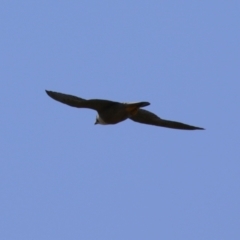 Falco peregrinus (Peregrine Falcon) at Tharwa, ACT - 19 Jan 2024 by RodDeb