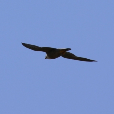 Falco peregrinus (Peregrine Falcon) at Tharwa, ACT - 19 Jan 2024 by RodDeb