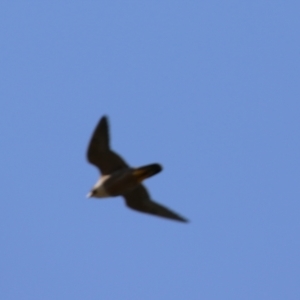 Falco peregrinus at Tharwa, ACT - 19 Jan 2024