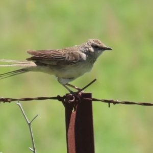 Cincloramphus mathewsi at Tharwa, ACT - 19 Jan 2024