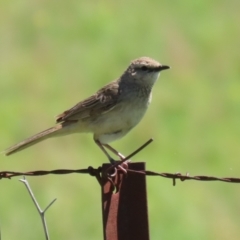 Cincloramphus mathewsi at Tharwa, ACT - 19 Jan 2024