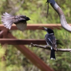 Rhipidura leucophrys (Willie Wagtail) at Tharwa, ACT - 19 Jan 2024 by RodDeb