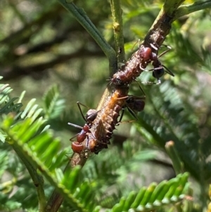 Jalmenus ictinus at Goorooyarroo NR (ACT) - 19 Jan 2024