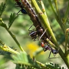 Jalmenus ictinus at Goorooyarroo NR (ACT) - 19 Jan 2024 02:50 PM