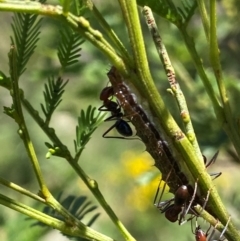 Jalmenus ictinus at Goorooyarroo NR (ACT) - 19 Jan 2024