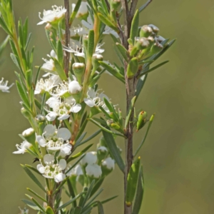 Kunzea ericoides at Black Mountain - 13 Dec 2023